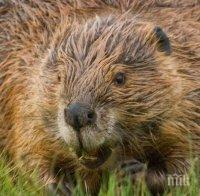 Създадоха уиски с аромат на... бобър