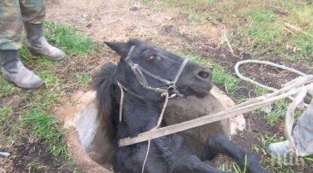 инцидент кон пропадна шахта пампорово