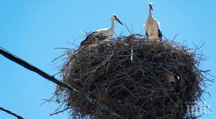 семейство щъркели загинаха пожар