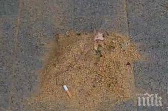 глобяват метачи берачи липов цвят