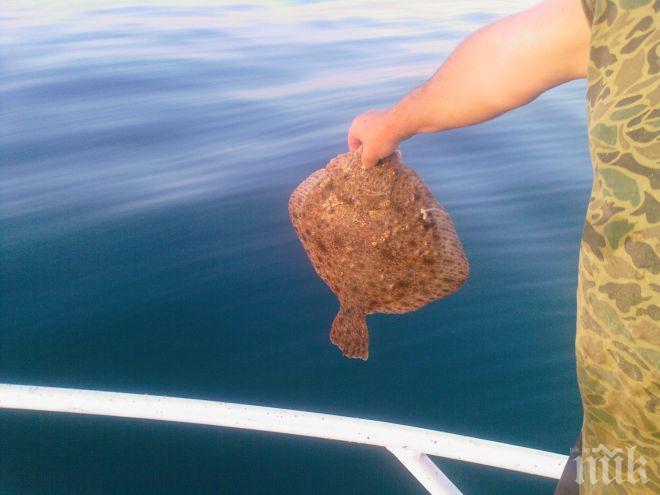 Отпада забраната за улов на калкан