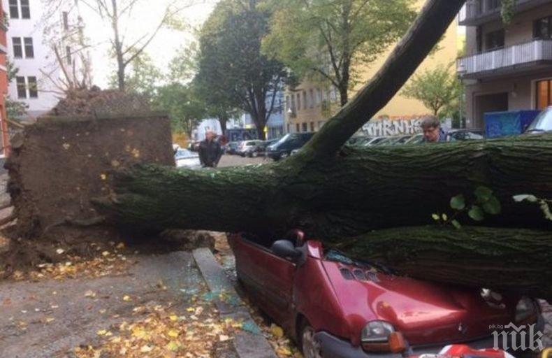 ИЗВЪНРЕДНО! Ужас на входа на Бургас - дърво се стовари върху кола и затисна младо семейство