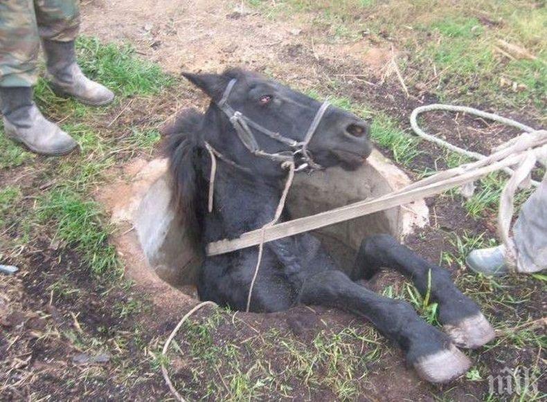 ИНЦИДЕНТ! Кон пропадна в шахта в Пампорово