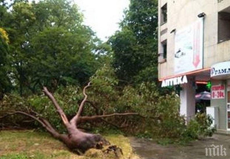 Кошмарът продължава! Още едно дърво се стовари след бурята в Бургас, карат пострадала с линейка