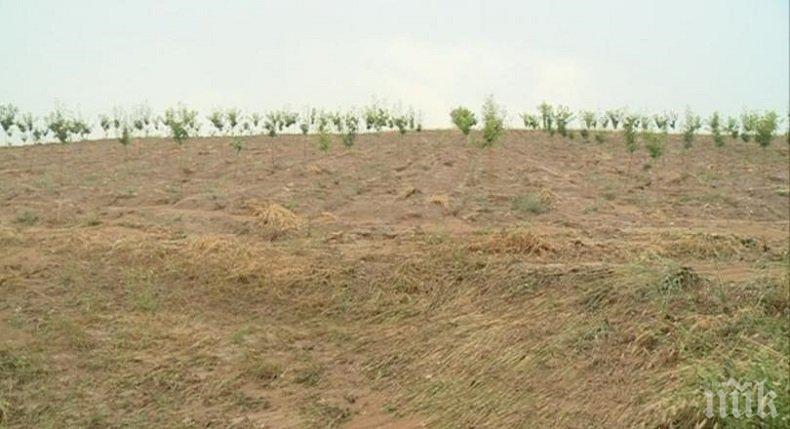 90% от реколтата в благоевградското село Бучино е унищожена от градушката