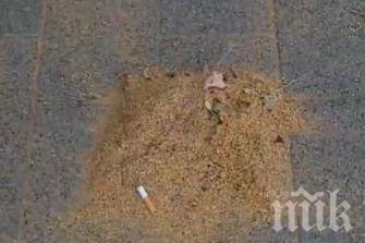 Глобяват метачи и берачи на липов цвят