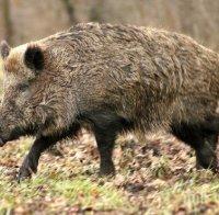 В Добруджа започва лов на диви прасета заради африканска чума