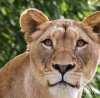 Убиха лъвица, избягала от клетката си в белгийски зоопарк
