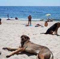 Бездомни кучета ръсят бълхи, кърлежи и зарази по варненските плажове