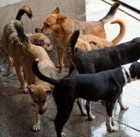 В Южна Корея забраниха със закон да се ядат кучета 
