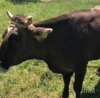 КРАЙ НА ИСТЕРИЯТА! Ето какво стана с кравата Пенка