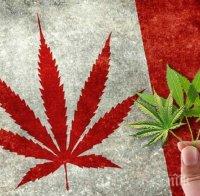 ГЛАСУВАНО! Канада легализира изцяло употребата на марихуана