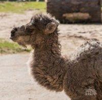 Бясна камила плюе всички наред в русенско село