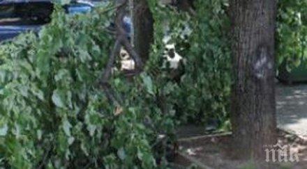 трагедия косъм клон стовари парк чудо нарани дете снимки