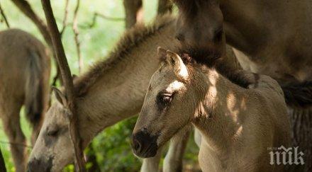 диви кончета родиха източните родопи