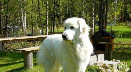 куче оповести оттеглянето четири мандата кмет видео