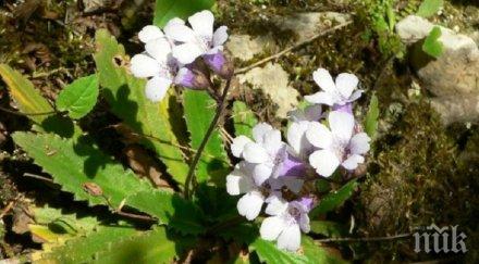 навечерието еньовден валериана бял риган мечо грозде сред забранените събиране лечебни растения