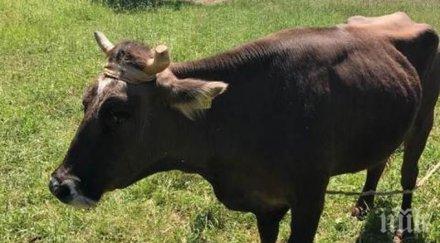 истерията стана кравата пенка