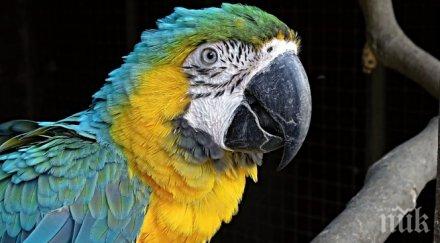 пожарникари спасиха избягал цирков папагал