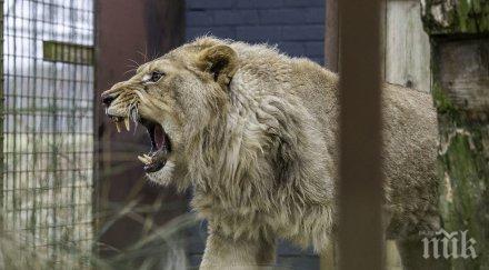 паника брюксел лъв избяга зоопарка евакуираха посетителите