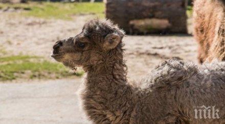 бясна камила плюе всички наред русенско село