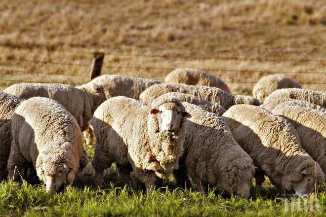 СМЪРТОНОСНО! Откриха чума по овцете в Ямболско