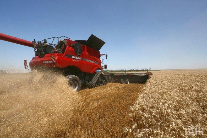 Зърното в Монтанско се изкупува по 240-260 лева за тон