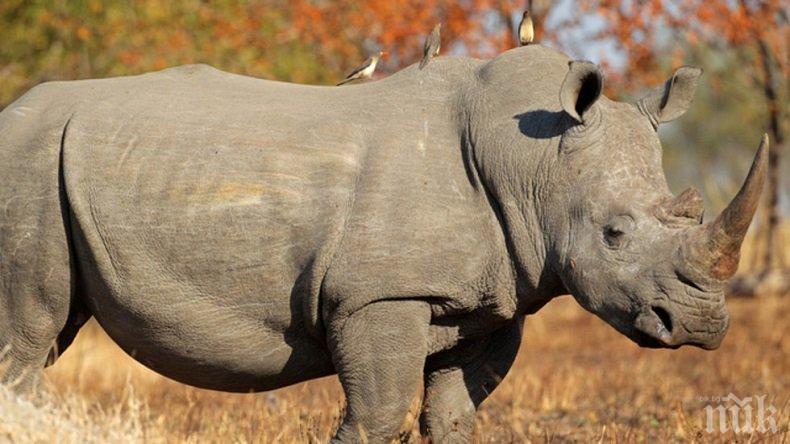 КУЛТОВО! Пращат носорог от Единбург на любовна експедиция в Индонезия