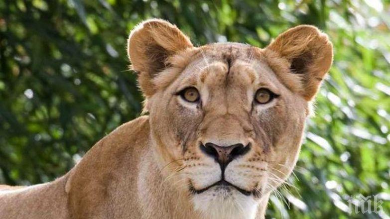 Убиха лъвица, избягала от клетката си в белгийски зоопарк
