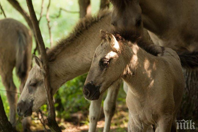 16 диви кончета се родиха в Източните Родопи