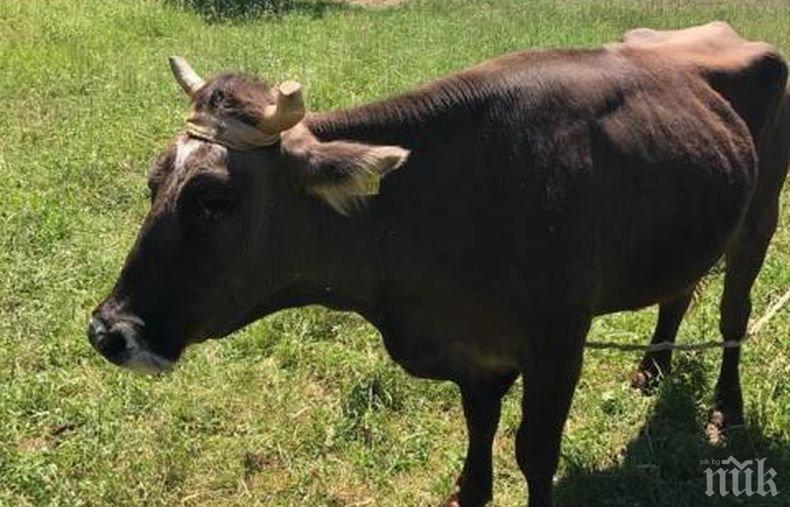 КРАЙ НА ИСТЕРИЯТА! Ето какво стана с кравата Пенка