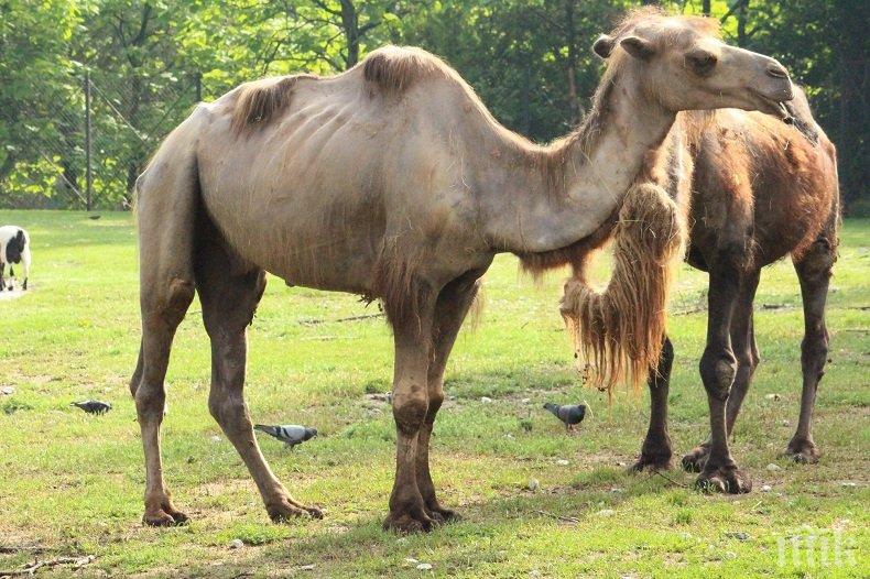 ПОПЪЛНЕНИЕ! Столичният зоопарк се сдоби с нова камила