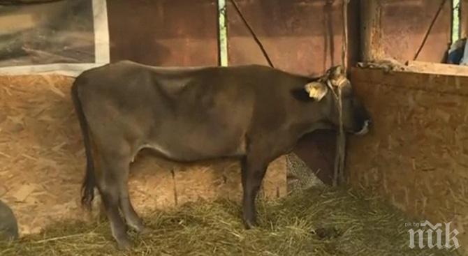 Кравата Пенка чака гости от Европарламента