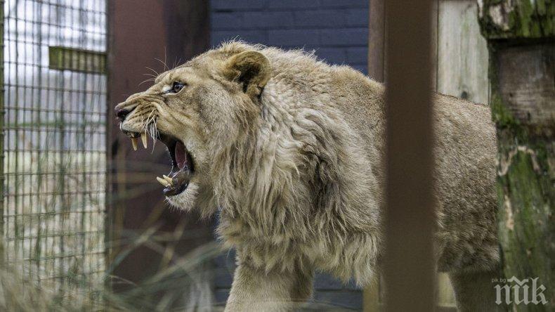 Паника в Брюксел! Лъв избяга от зоопарка, евакуираха посетителите