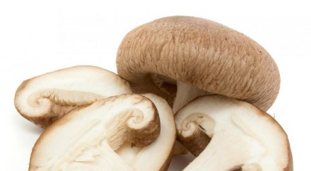 китайци искат произвеждат екзотични гъби пловдив