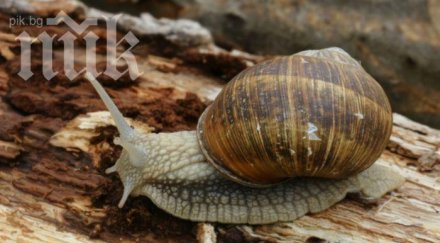 започна изкупуването охлюви смолян