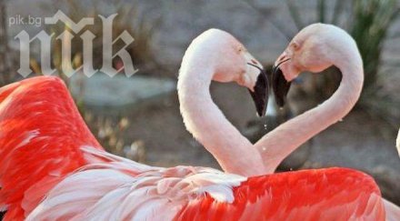 международен фестивал необвързаните състои велинград