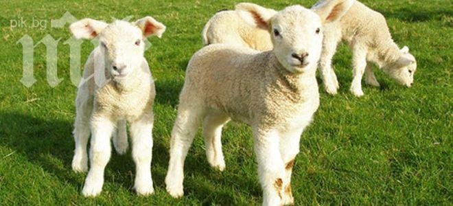 Арестуваха двама за кражба на животни