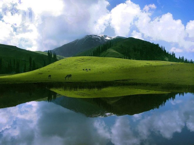 Зеленина край водата
