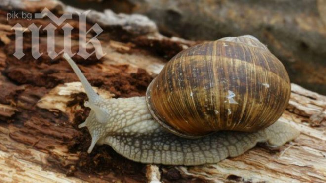 Започна изкупуването на охлюви в Смолян