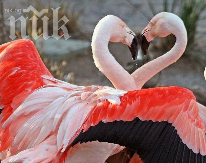 Международен фестивал на необвързаните ще се състои във Велинград