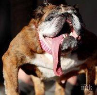 КОНКУРС: Английският булдог Жа Жа е най-грозното куче в света