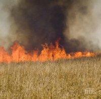Огнен ад! Пожар погълна 190 дка с пшеница край Пазарджик