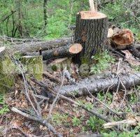 Тревожно! Зачестяват случаите на незаконна сеч в  Добричко