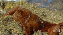 УЖАС! Намериха три убити и шест ранени коня край Вършец