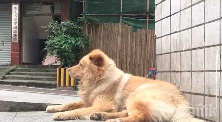 ден пращат съд насилници животни