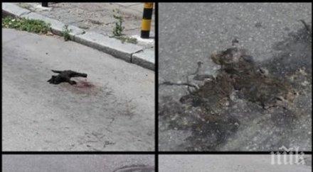 зловещо трупове малки котки ужасиха пловдивски квартал снимки