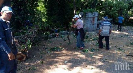 десетки сигнали паднали клони варна