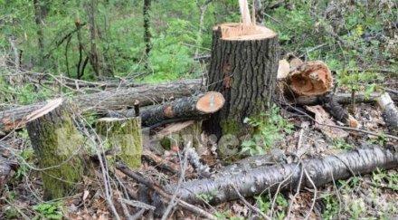 тревожно зачестяват случаите незаконна сеч добричко