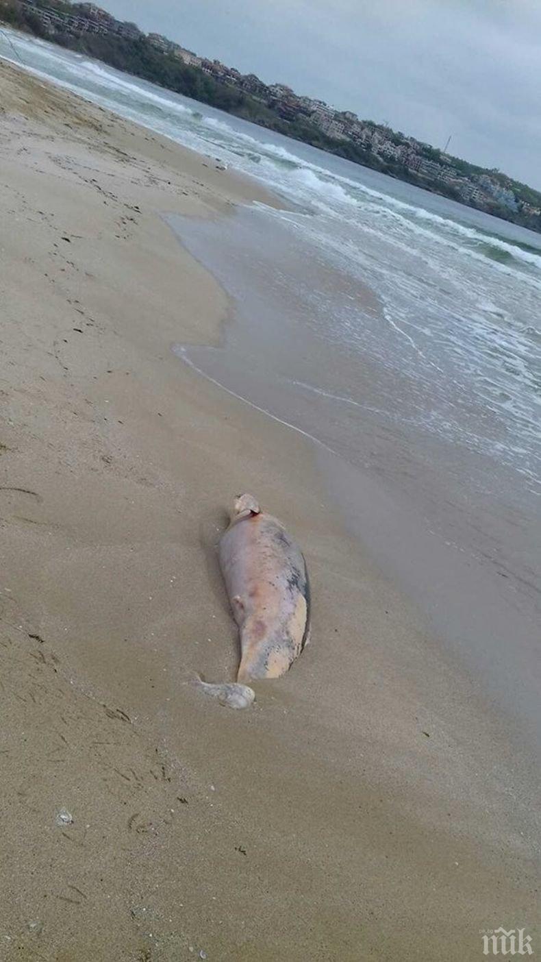 Ужасяваща находка! Намериха труп на мъж на плажа в Синеморец